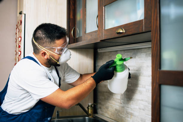 Best Flea Control Services  in Steelville, MO