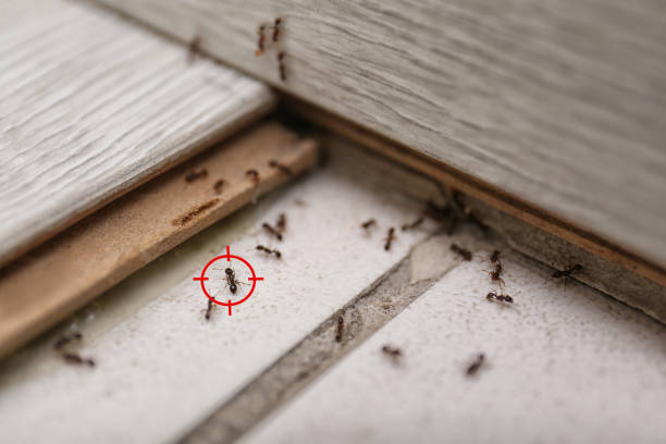 Best Pest Removal Services  in Steelville, MO