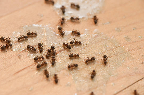 Best Mosquito Control Services  in Steelville, MO