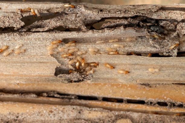 Best Local Pest Control Services  in Steelville, MO
